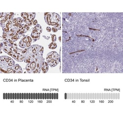 CD34 Antibody, Novus Biologicals 25 &mu;L, Unlabeled:Antibodies, Polyclonal